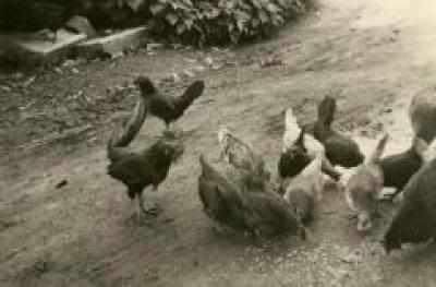De kippen van het Kasteel van Wippelgem
