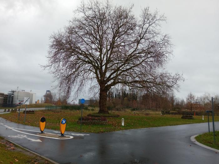 Vredesboom