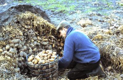 Aardappelen bewaren, Lembeke, jaren 1960
