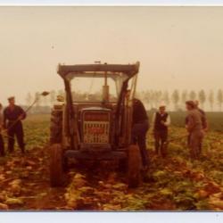 Helpers bij de aardappeloogst, Molenstraat, Kaprijke