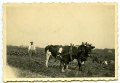 Aardappelen rooien met de ploeg, 1941-1942