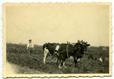 Aardappelen rooien met de ploeg, 1941-1942