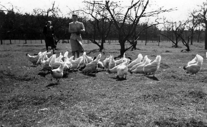Kippen voederen op het erf bij Minnaert, Lembeke, ca. 1950