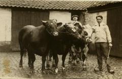 Winnend vee, Zomergem, 1920-1940