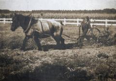 Foto van Gerard Musschoot die ploegt met paard