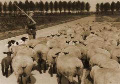 Foto van herder met schapen en herdershond