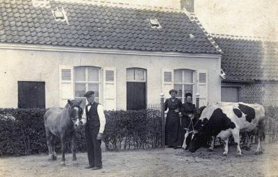 Foto van een man met een paard en 2 vrouwen met 2 koeien