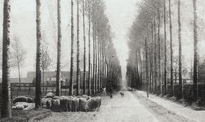 Foto van herder met schapen