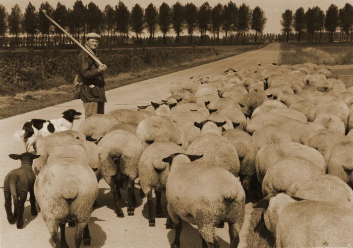 Foto van herder met schapen en herdershond