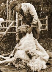 Foto van het scheren van een schaap